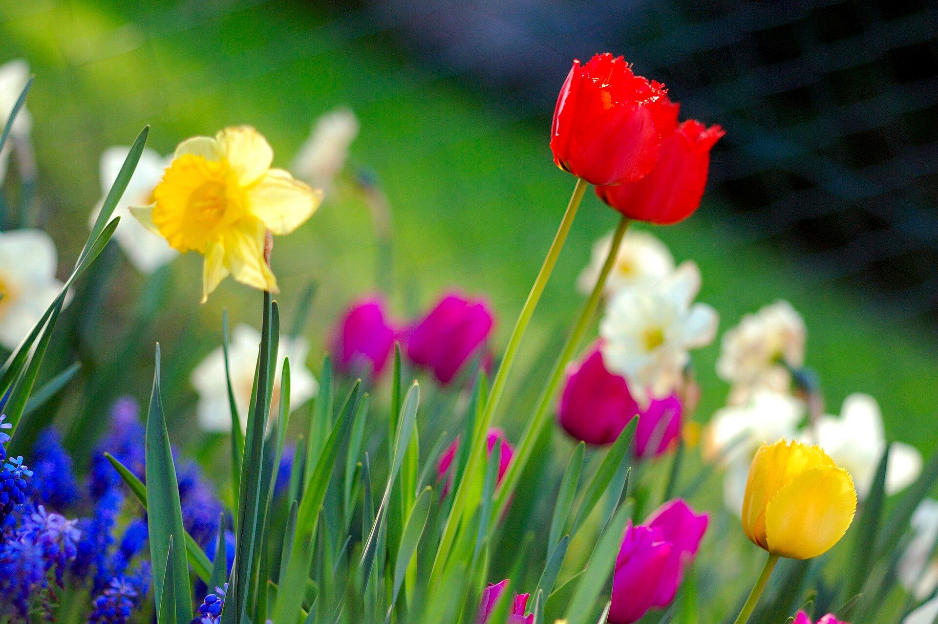 Spring Tulip Garden jigsaw puzzle preview