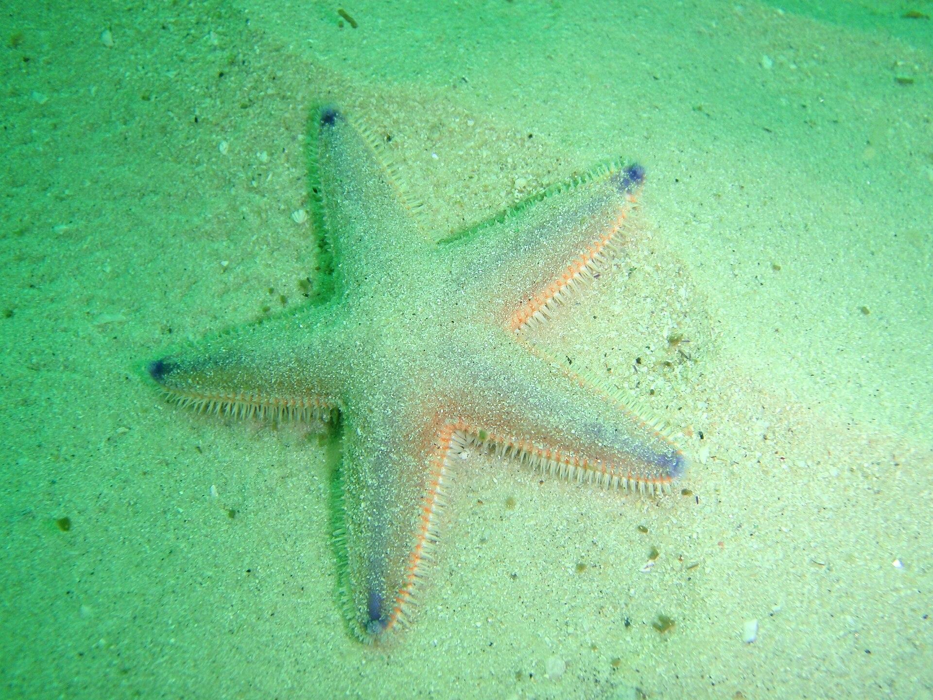 Starfish on Sand jigsaw puzzle preview