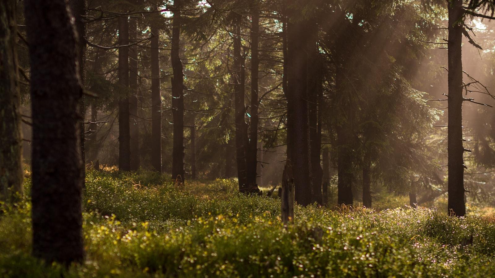 Sun Peeking Through The Trees jigsaw puzzle preview