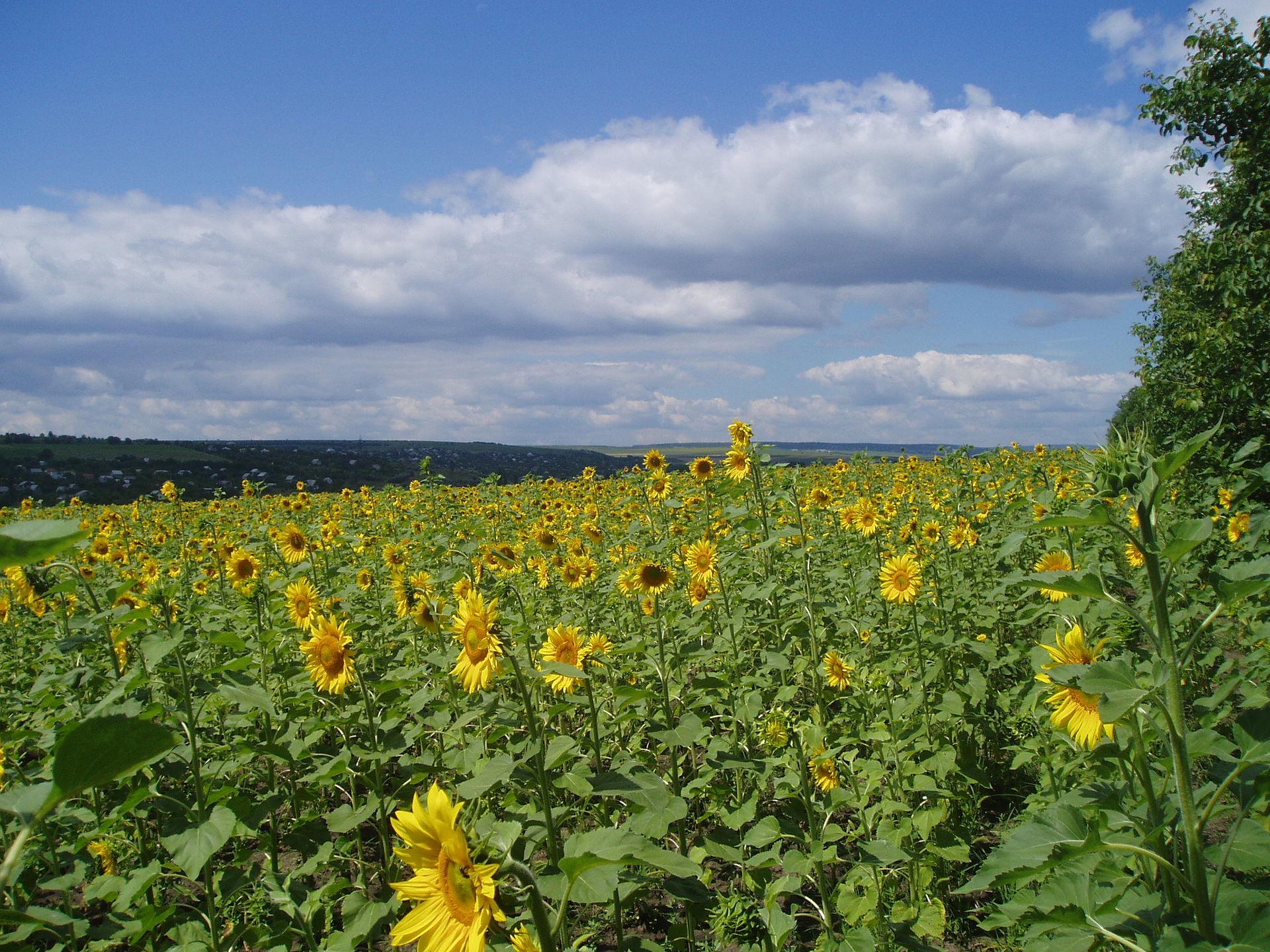 Sunflower Field jigsaw puzzle preview