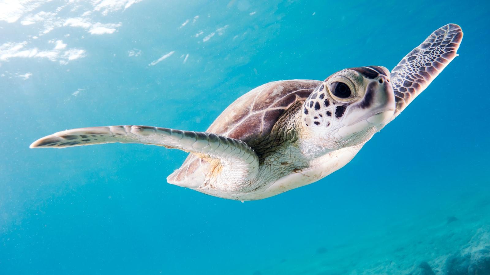 Surprisingly Curious, This Young Turtle Swam Aroun jigsaw puzzle preview