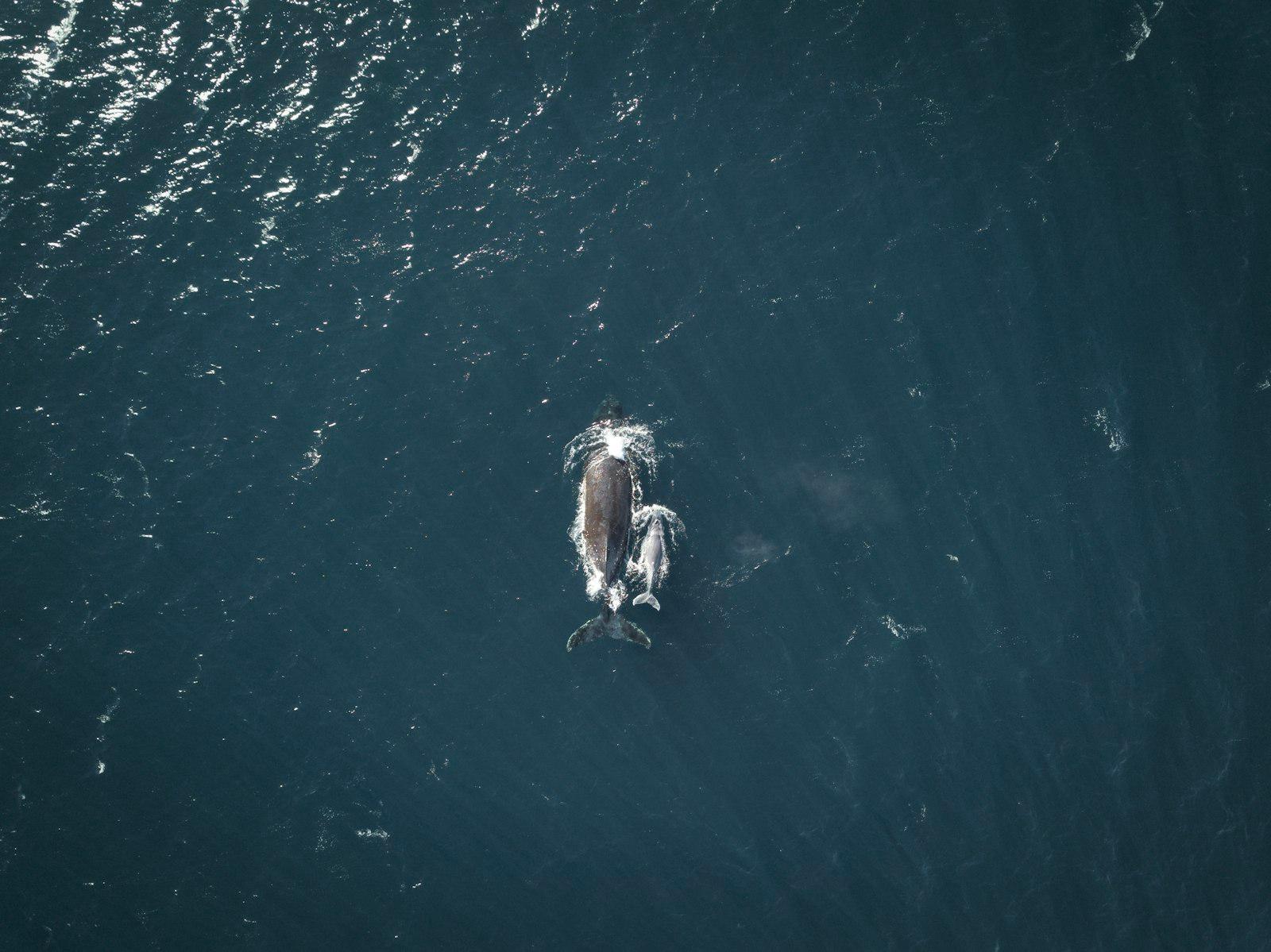 Tail Of The Humpback Whale jigsaw puzzle preview