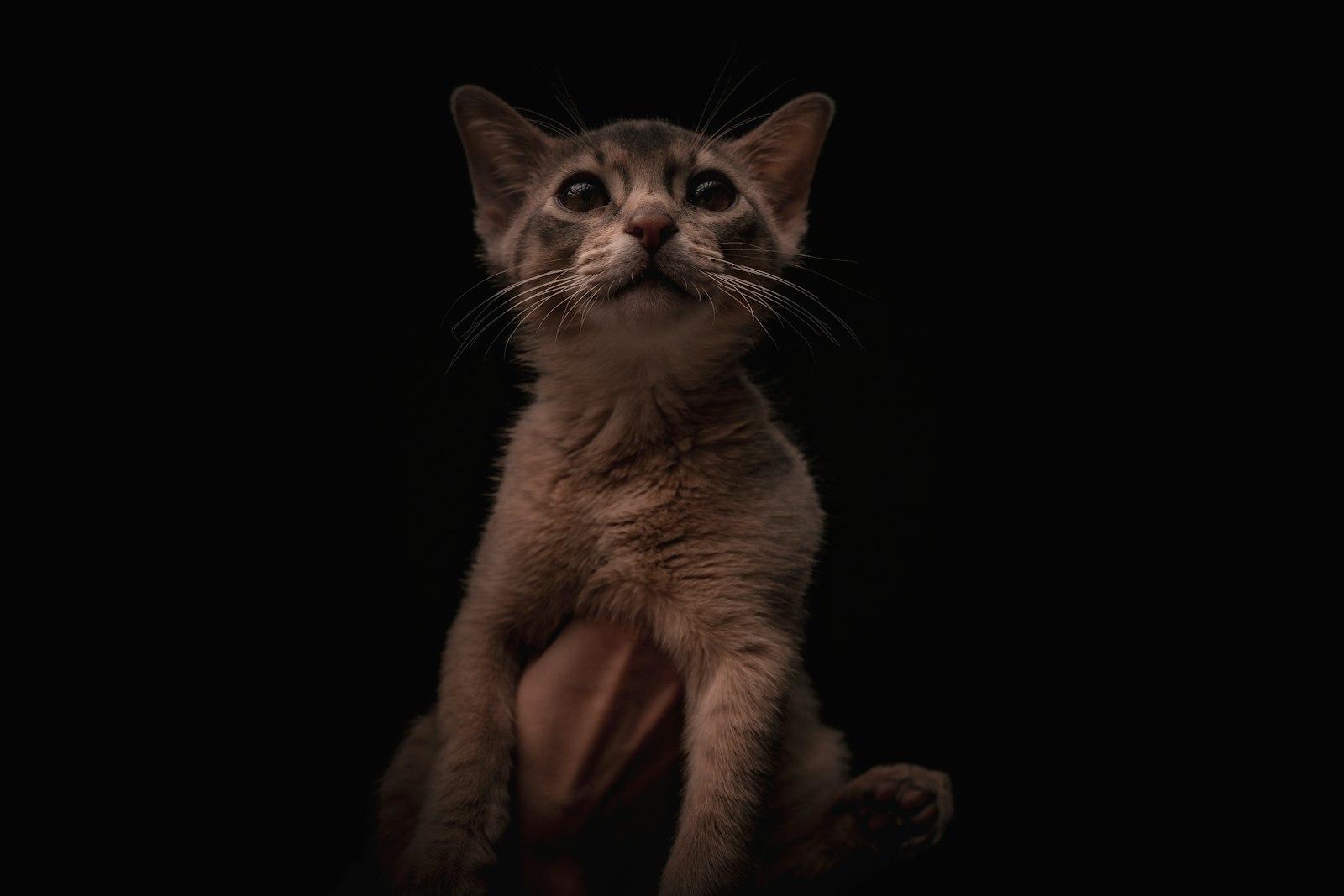 The Abyssinian Loki jigsaw puzzle preview