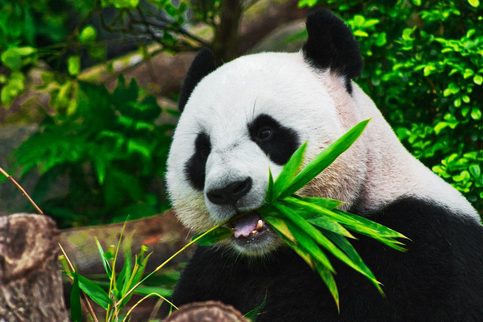 The Hungry Panda jigsaw puzzle preview