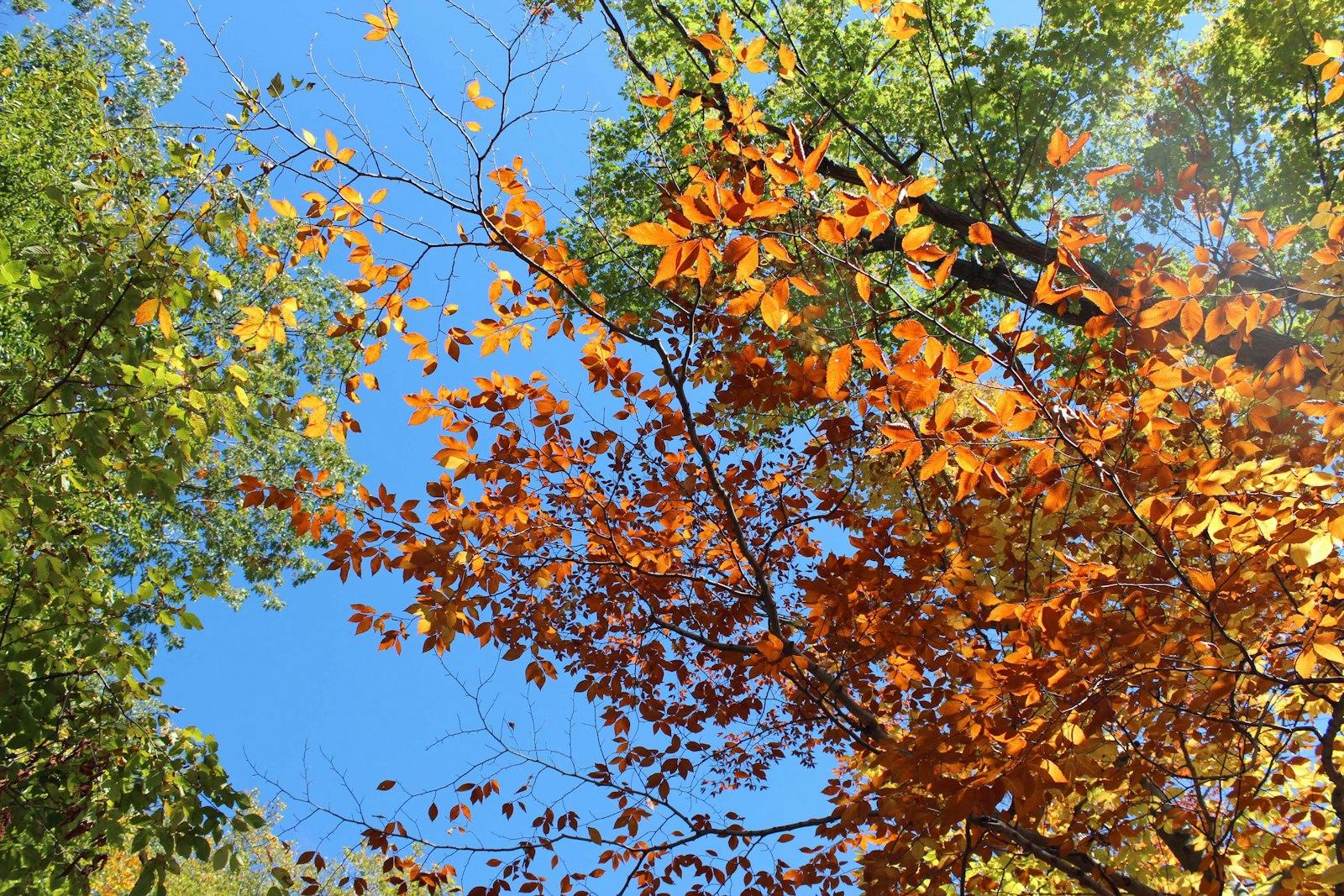 The Leaves Of A Tree Are Changing Colors jigsaw puzzle preview