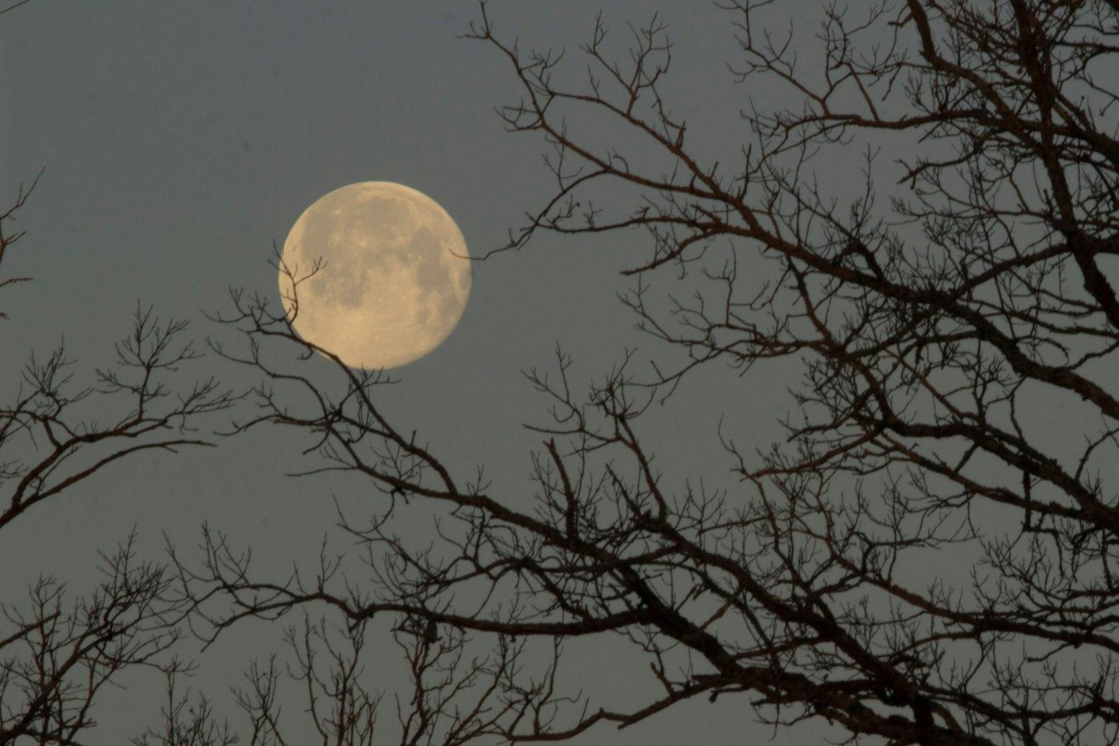 The Moon Looks Caught And Held By A Burr Oaks Bran jigsaw puzzle preview
