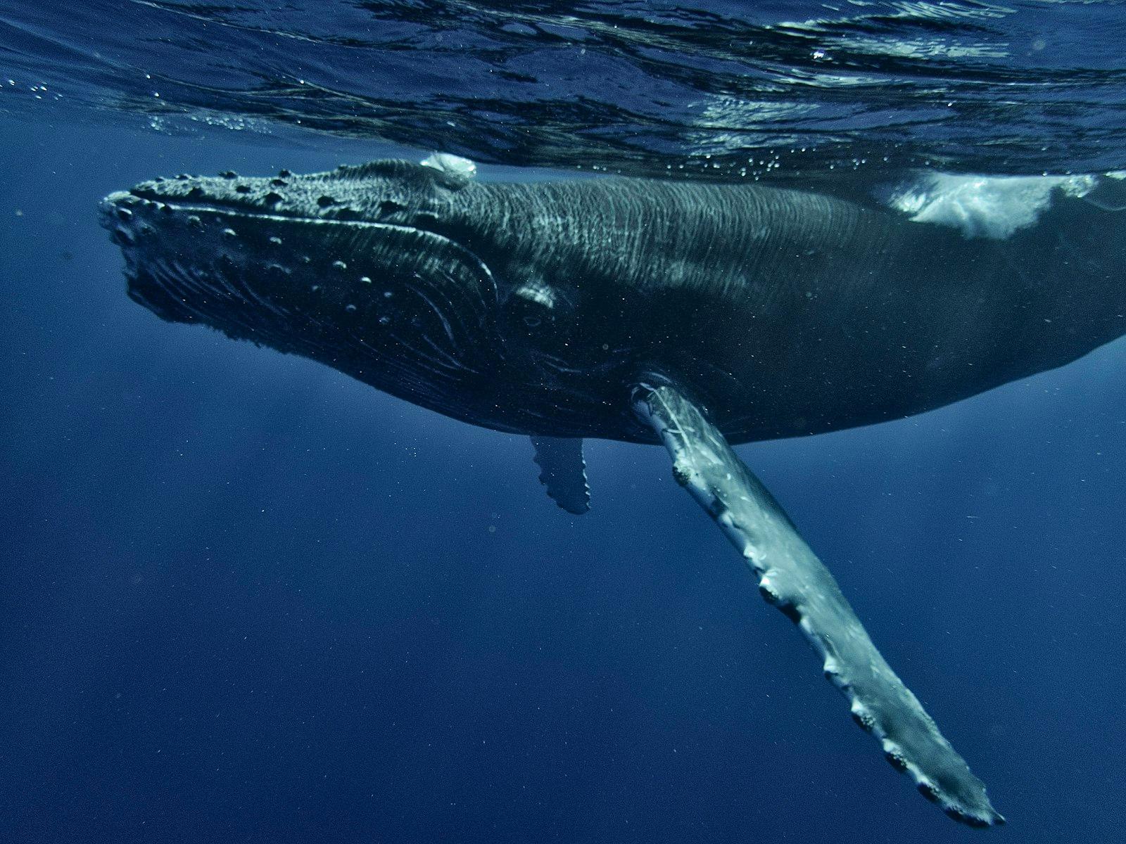 The Motherhood Of Humpback Whale jigsaw puzzle preview