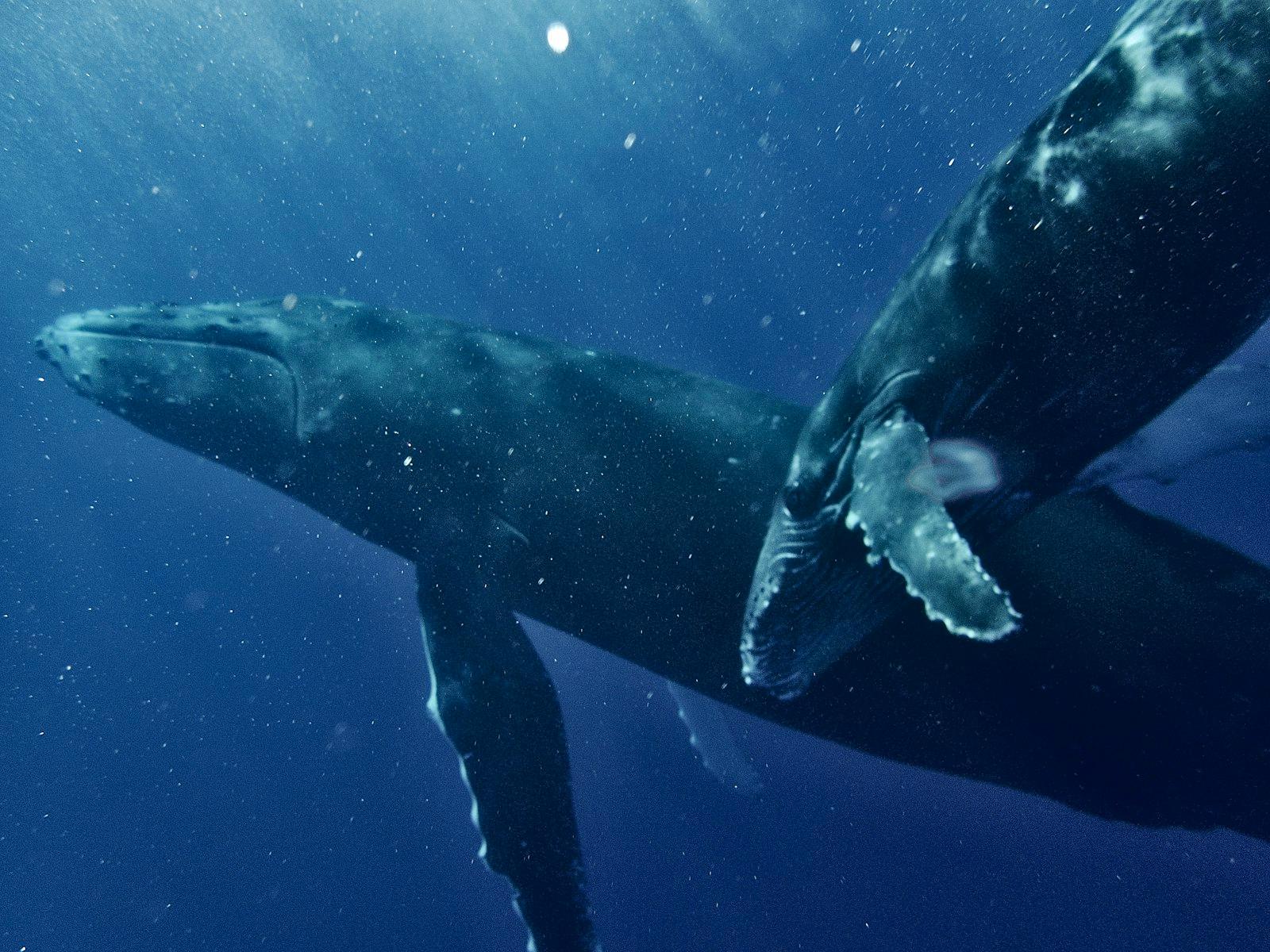 The Motherhood Of Humpback Whale jigsaw puzzle preview