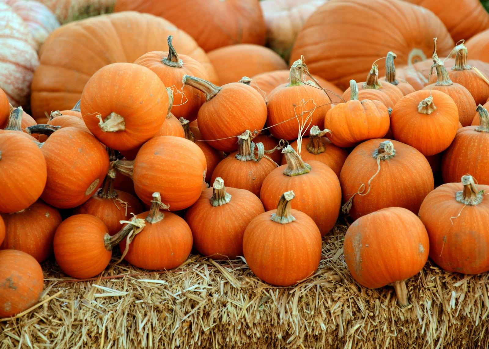 The Pumpkin Patch jigsaw puzzle preview