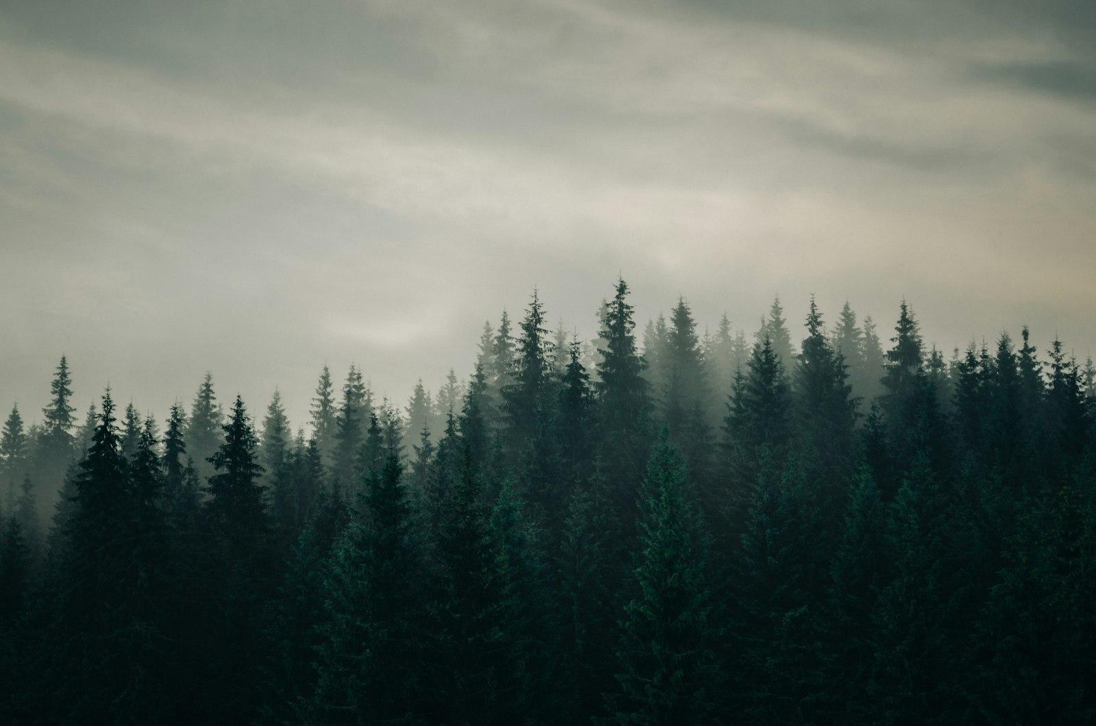 The Silence jigsaw puzzle preview