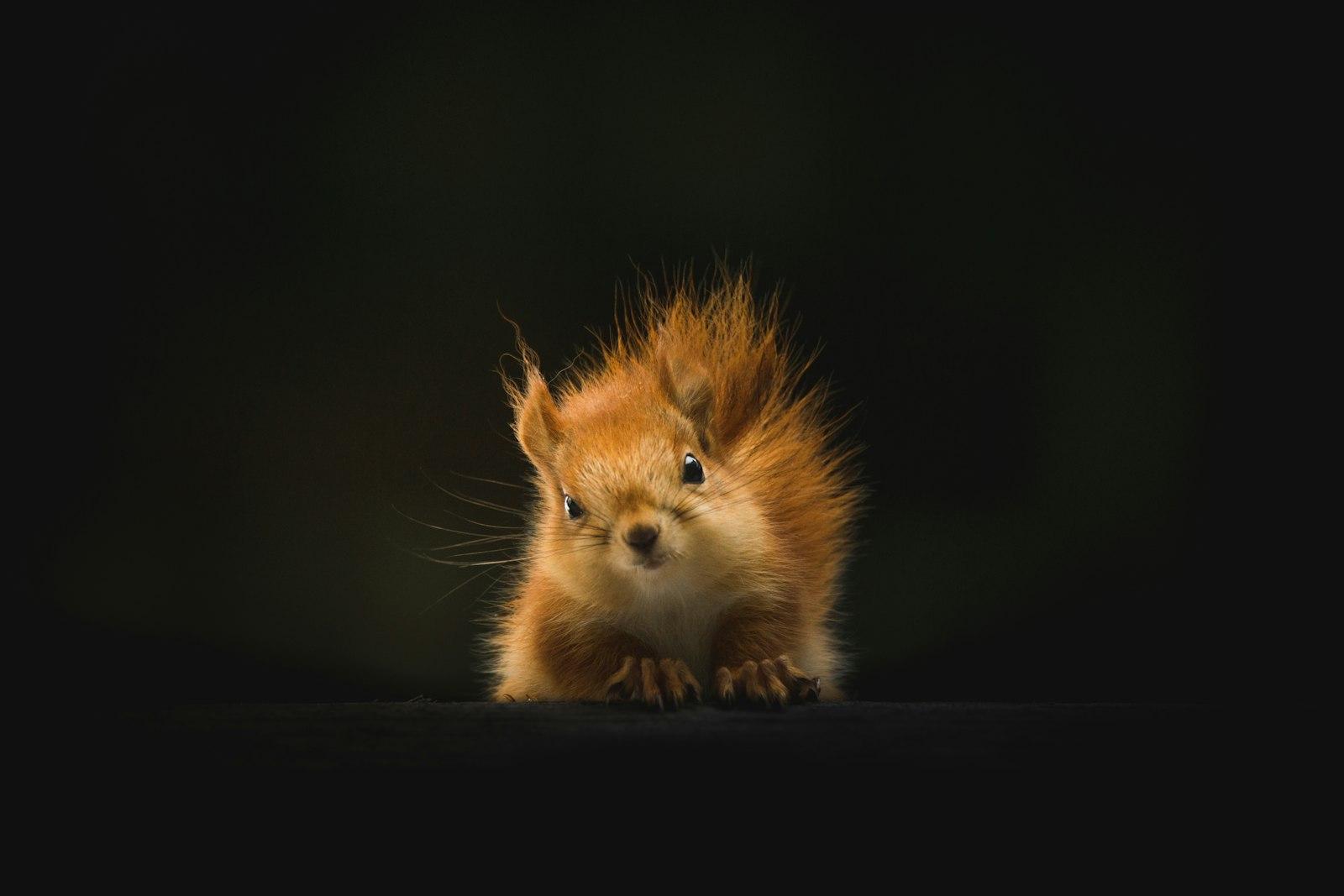 The Staring Squirrel jigsaw puzzle preview