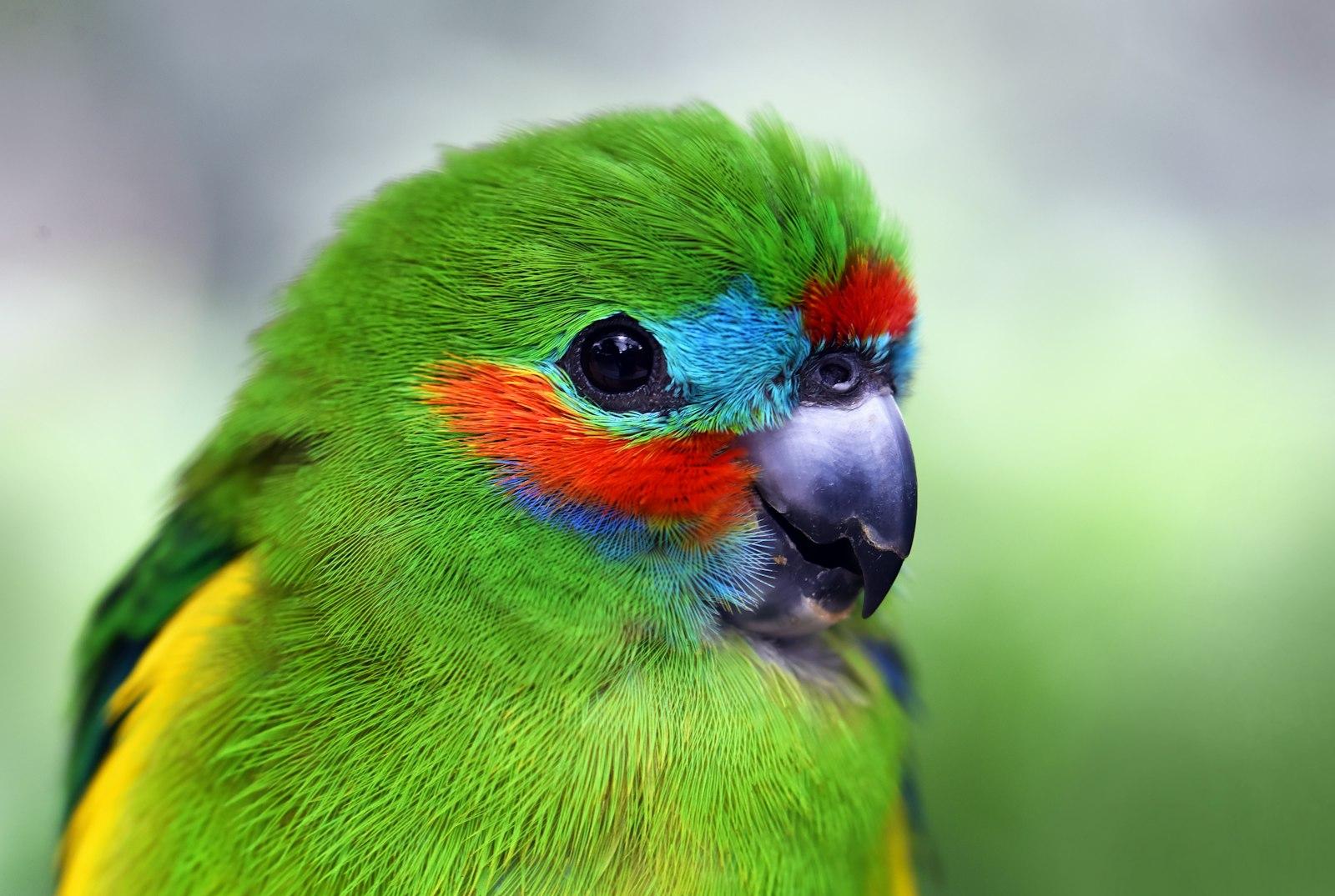 This Cute Little Bird Let Me Rub The Top jigsaw puzzle preview
