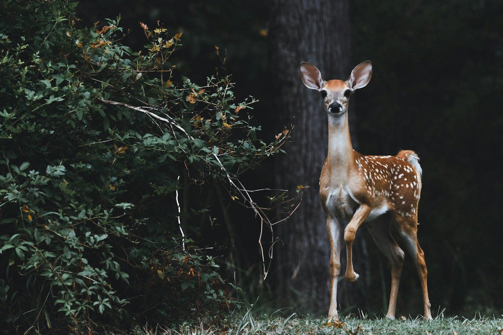 This Image Was Taken Near A Lake In South jigsaw puzzle preview