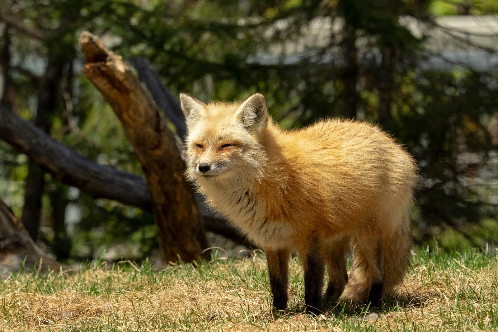 This Photo Was Taken During A Visit To The Zoo In jigsaw puzzle preview