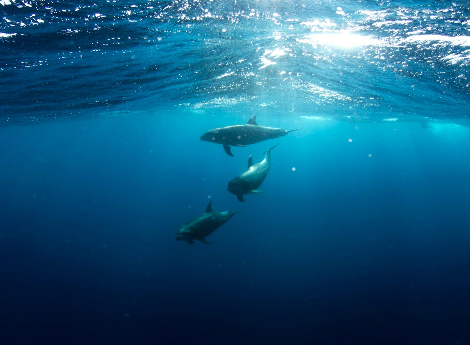 Three Shark Underwater jigsaw puzzle preview