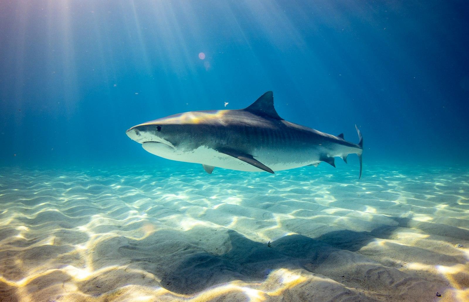 Tiger Shark, Bahamas jigsaw puzzle preview
