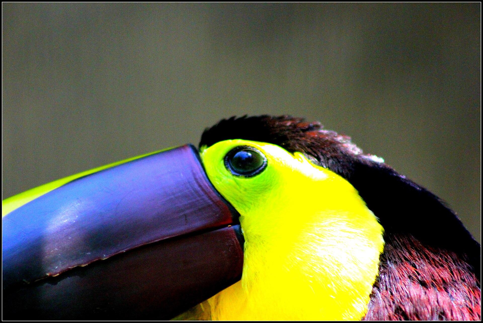 Toucan in the Canopy jigsaw puzzle preview