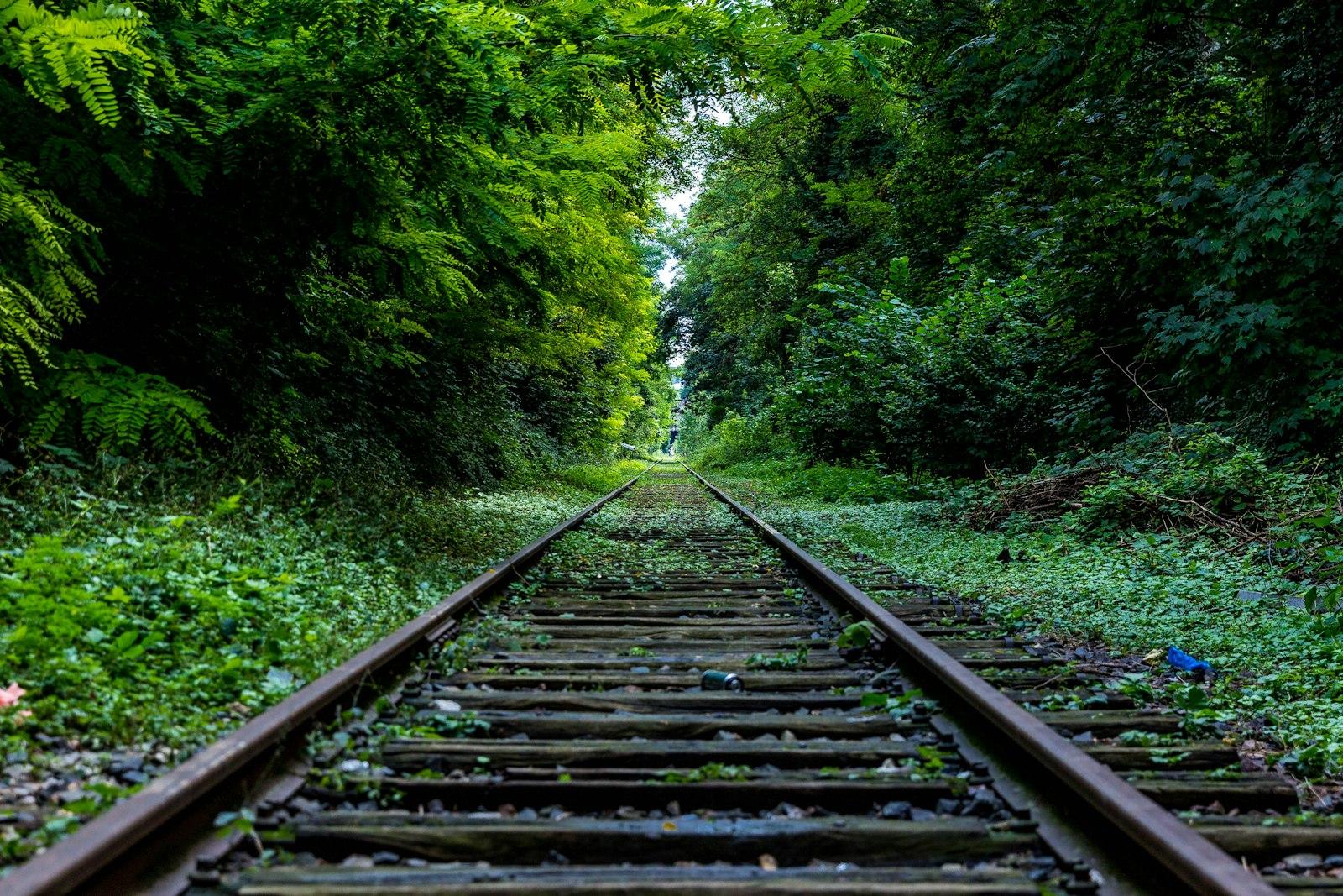 Train Rail Surround By Trees jigsaw puzzle preview