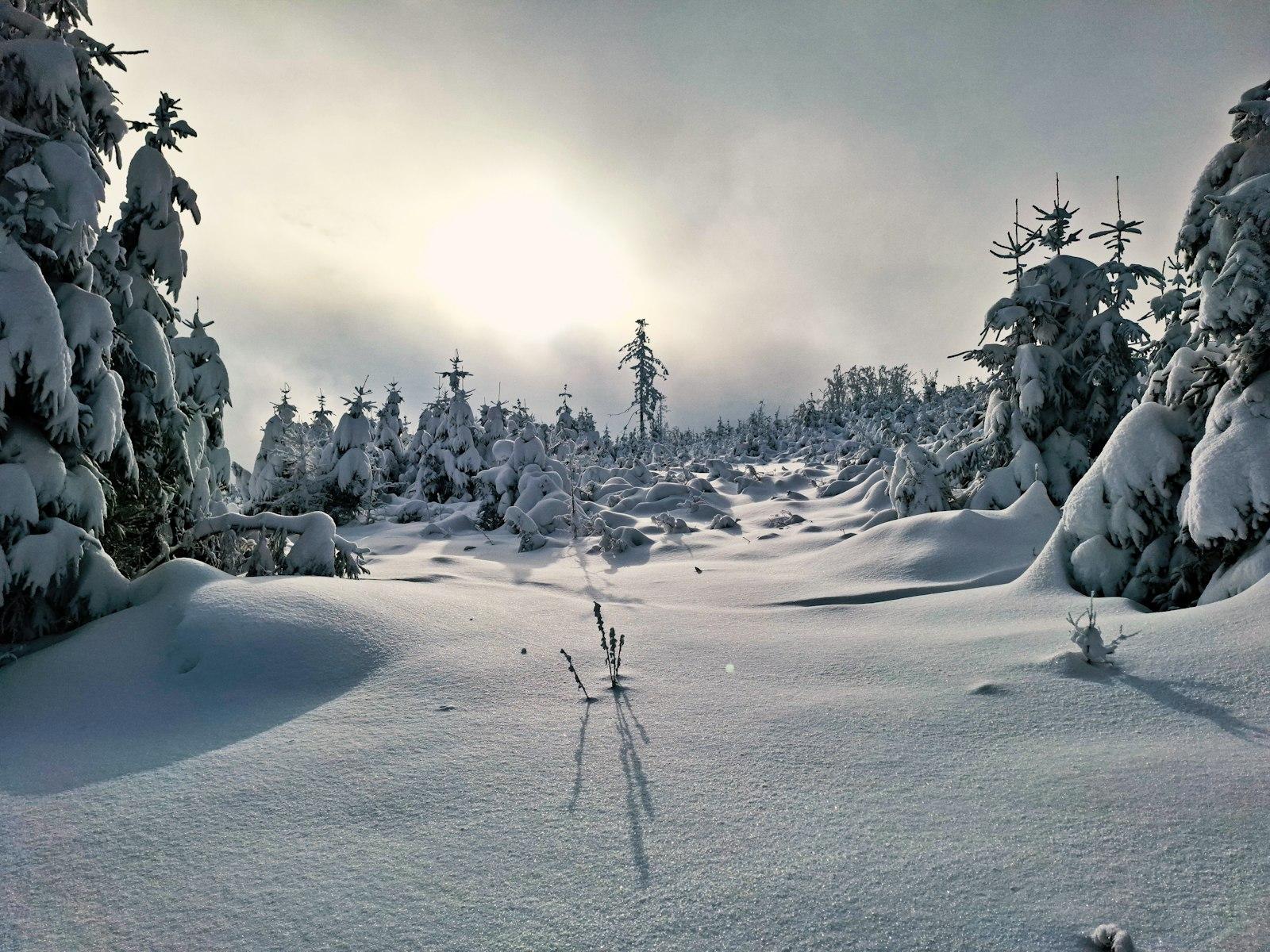 Trees On The Top Of Mountain Under Snow With Littl jigsaw puzzle preview
