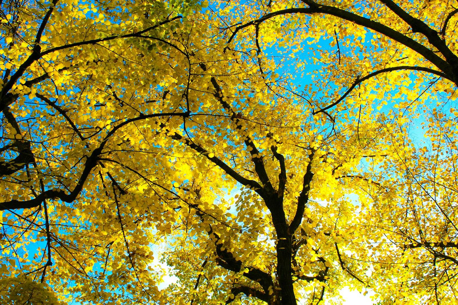Trees, Sky, Madrid jigsaw puzzle preview