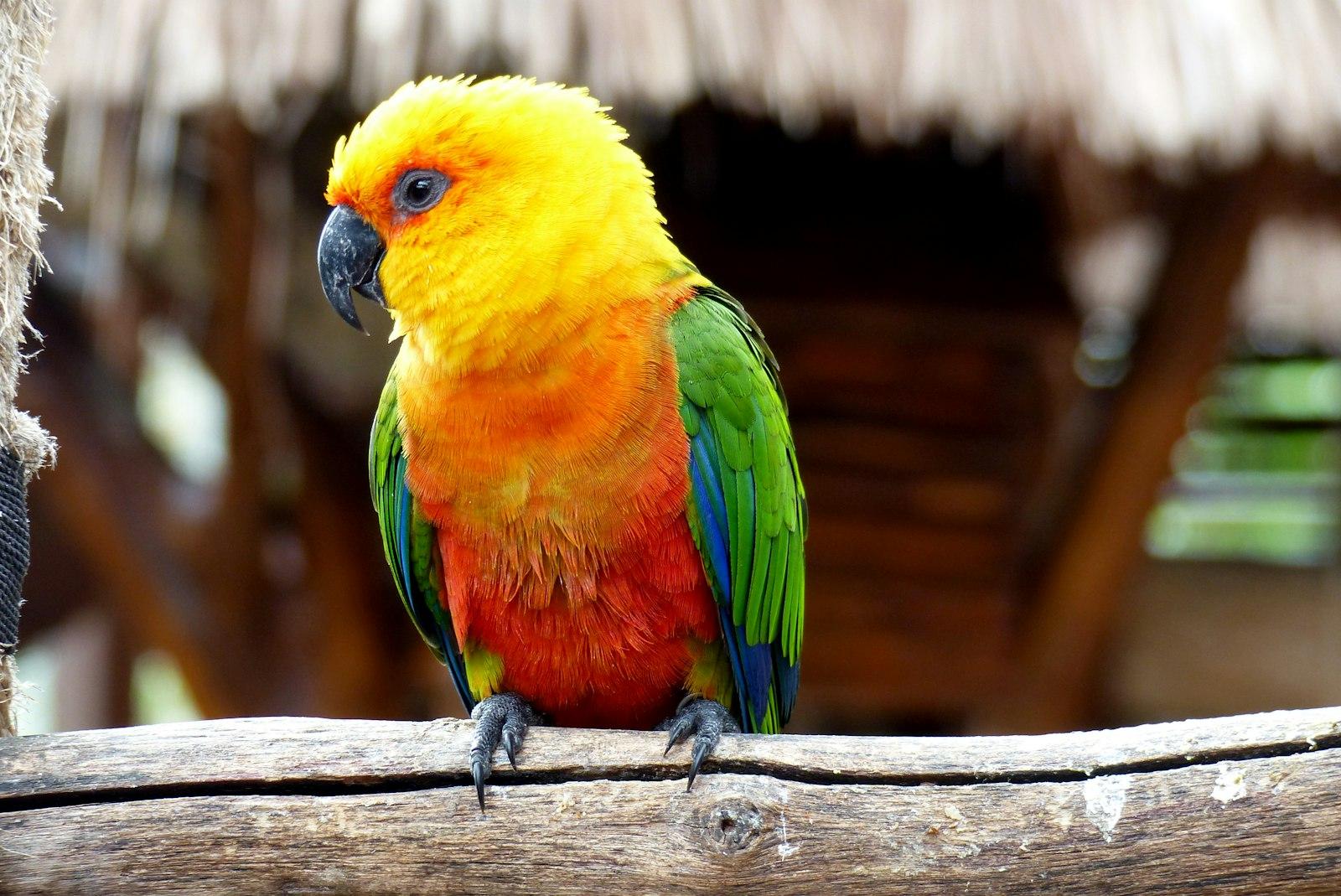 Tropical Sun Parakeet On Perch jigsaw puzzle preview