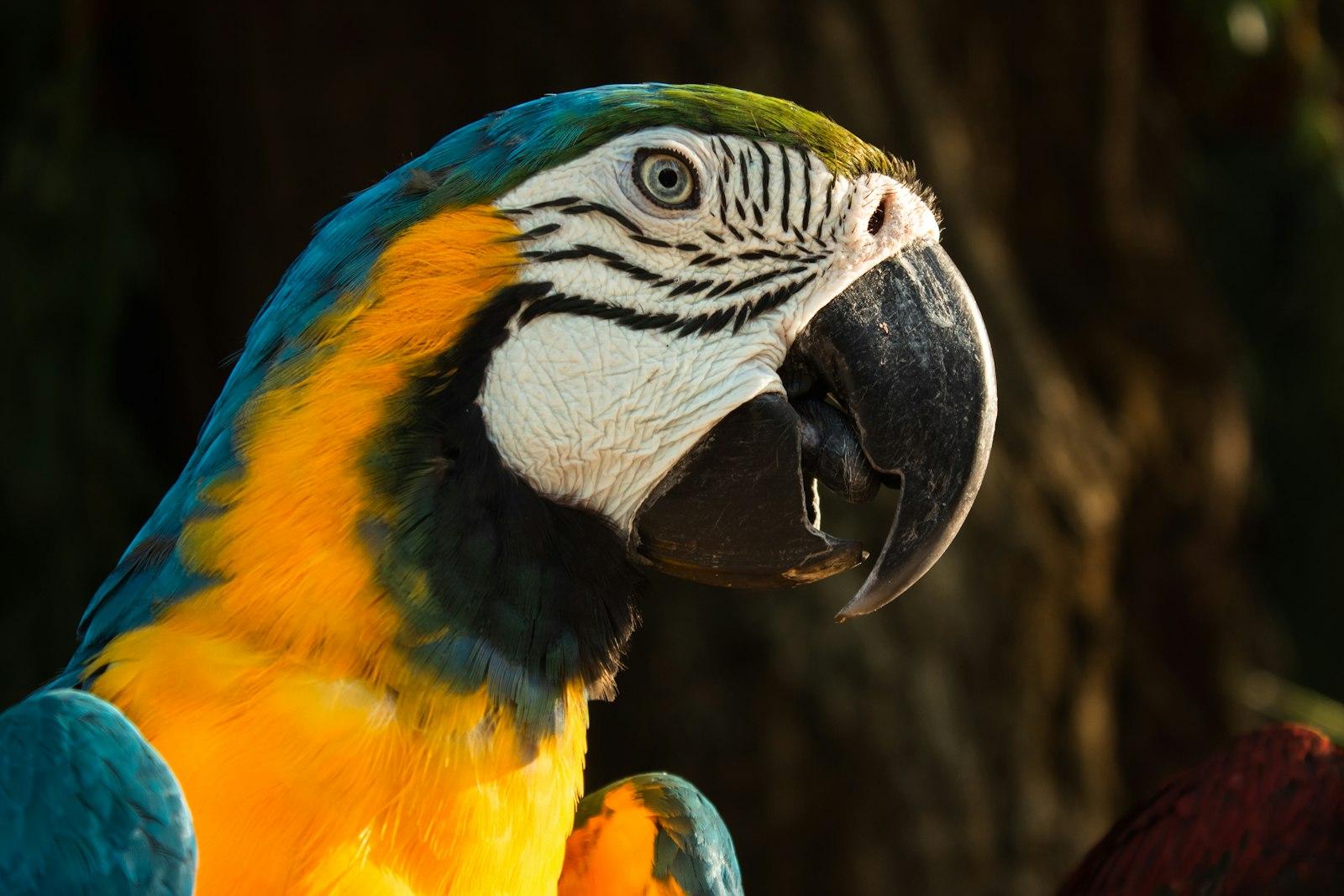 Truly A Majestic Macaw, One Of The Most Glorious B jigsaw puzzle preview