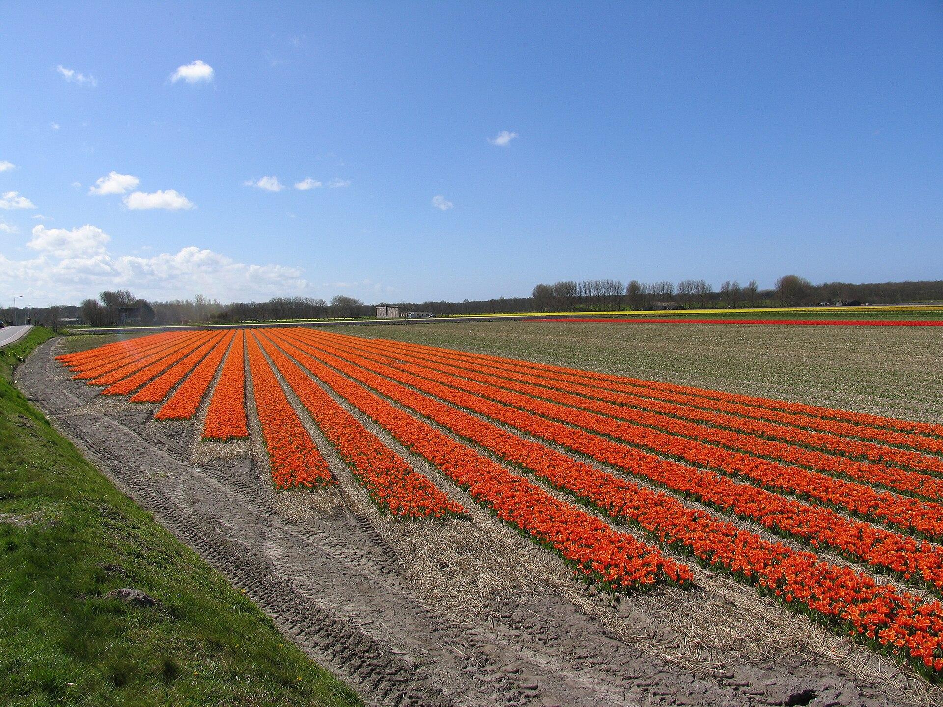 Tulip Field Rows jigsaw puzzle preview