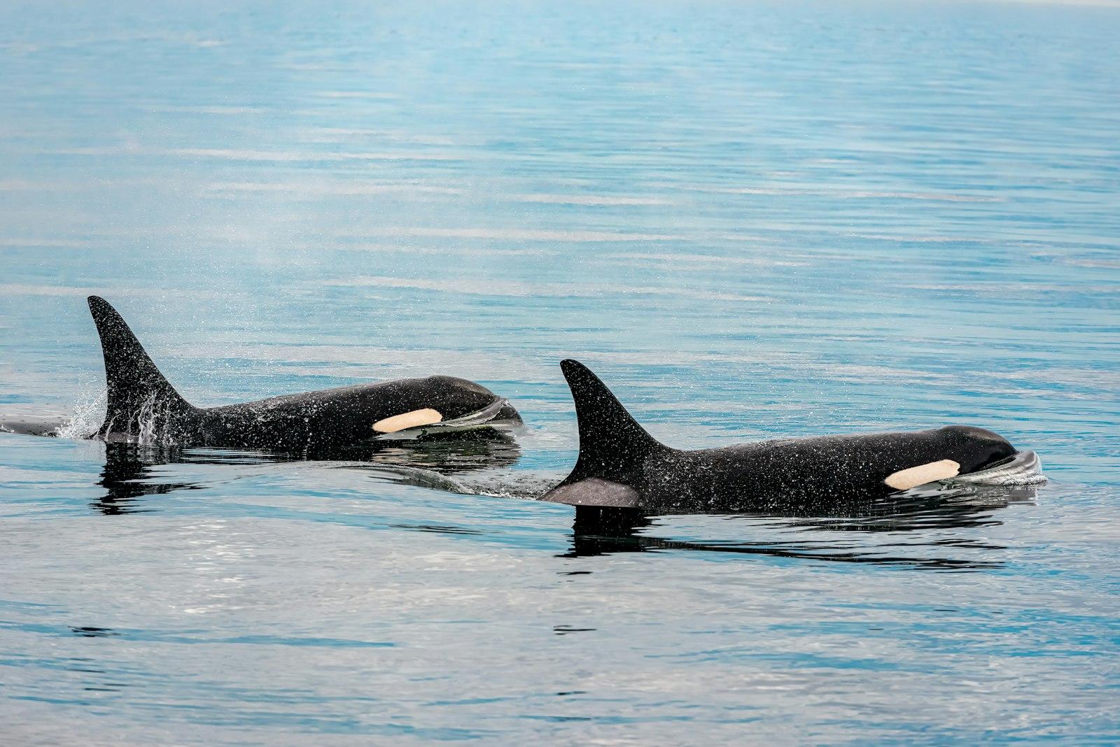 Two Black And White Orca Swimming In A Body Of Wat jigsaw puzzle preview