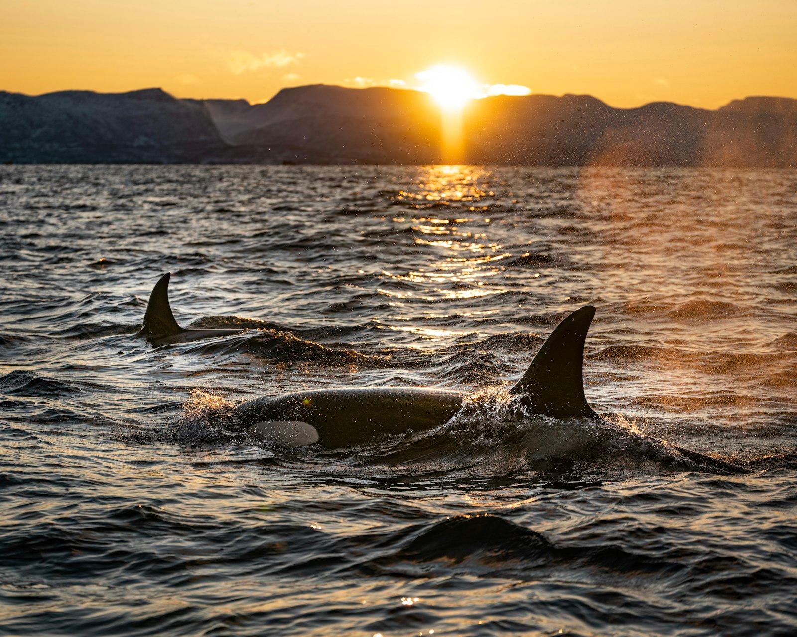 Two Black Dolphins On Body Of Water During Sunrise jigsaw puzzle preview