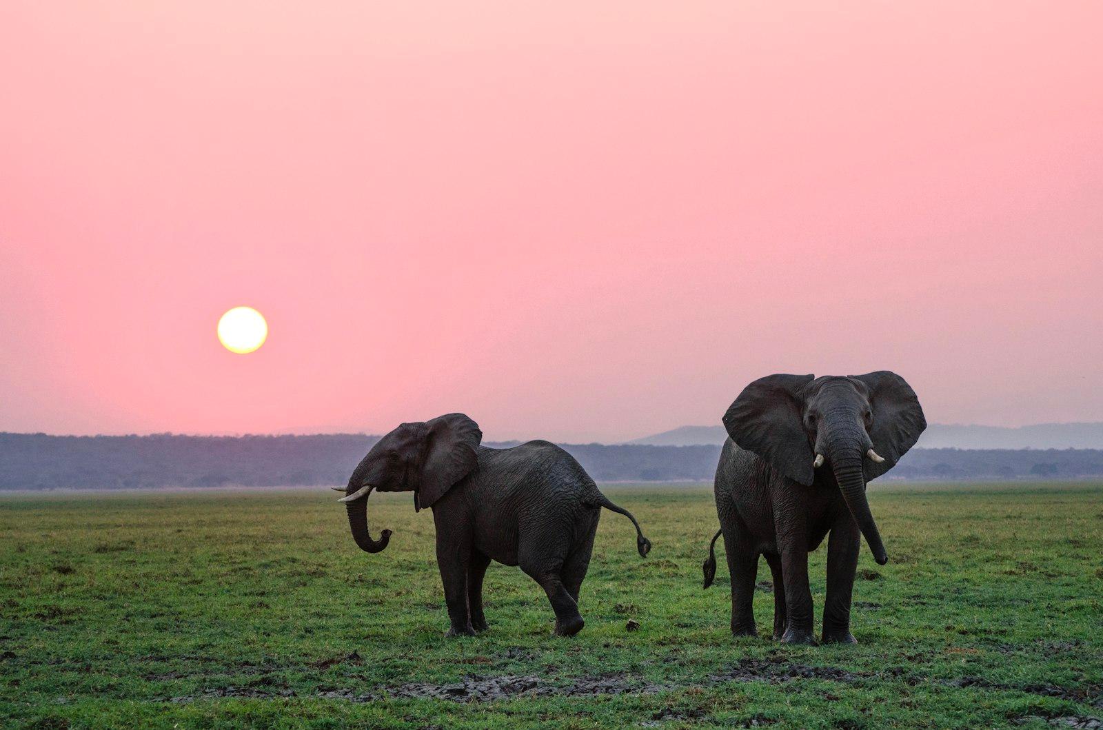 Two Grey Elephants On Grass Plains During jigsaw puzzle preview