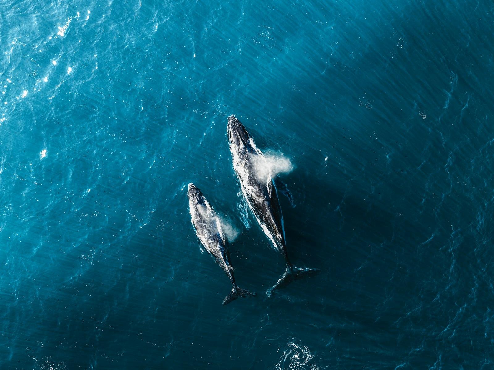 Two Humpback Whales Swimming In The Ocean jigsaw puzzle preview