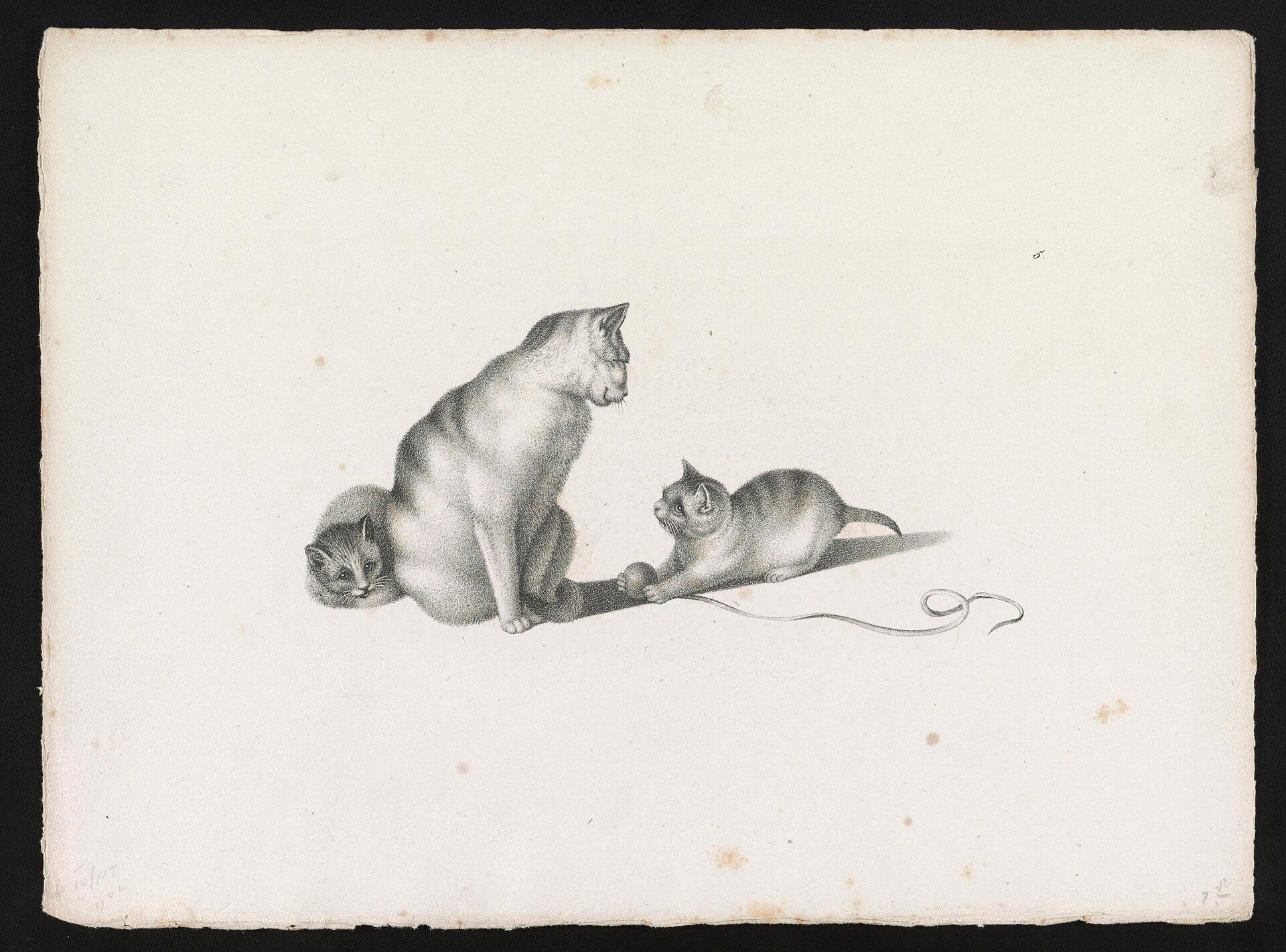 Two Kittens Playing jigsaw puzzle preview