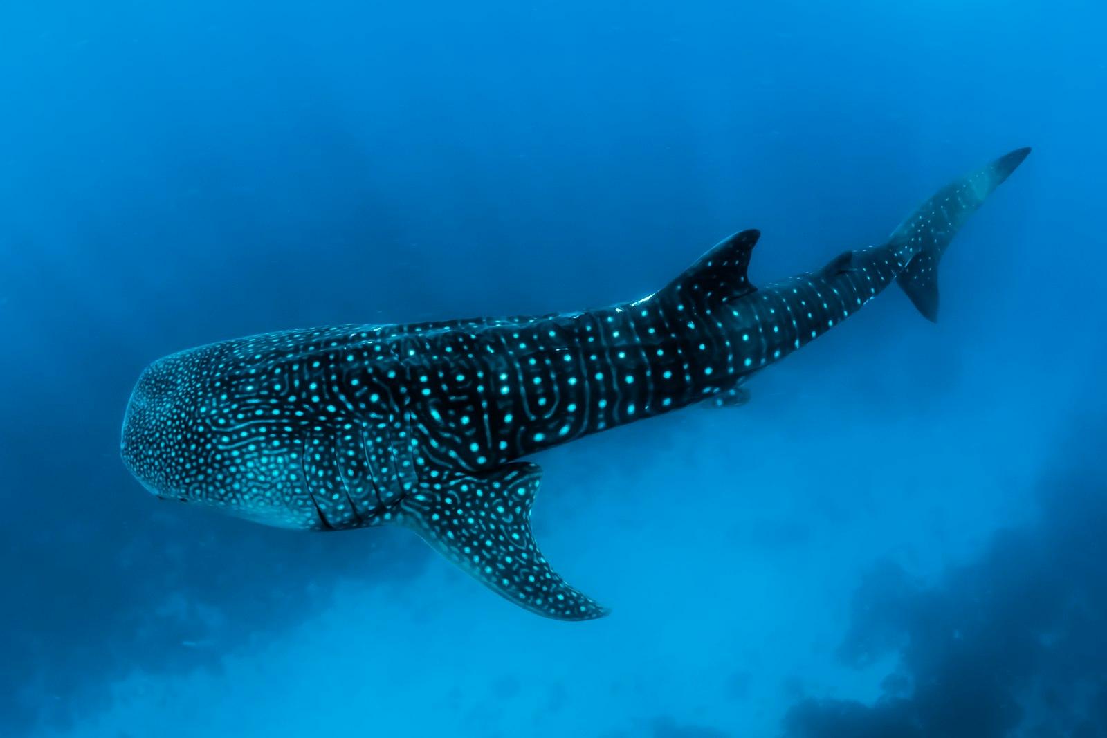Underwater Photography Of Black Fish jigsaw puzzle preview