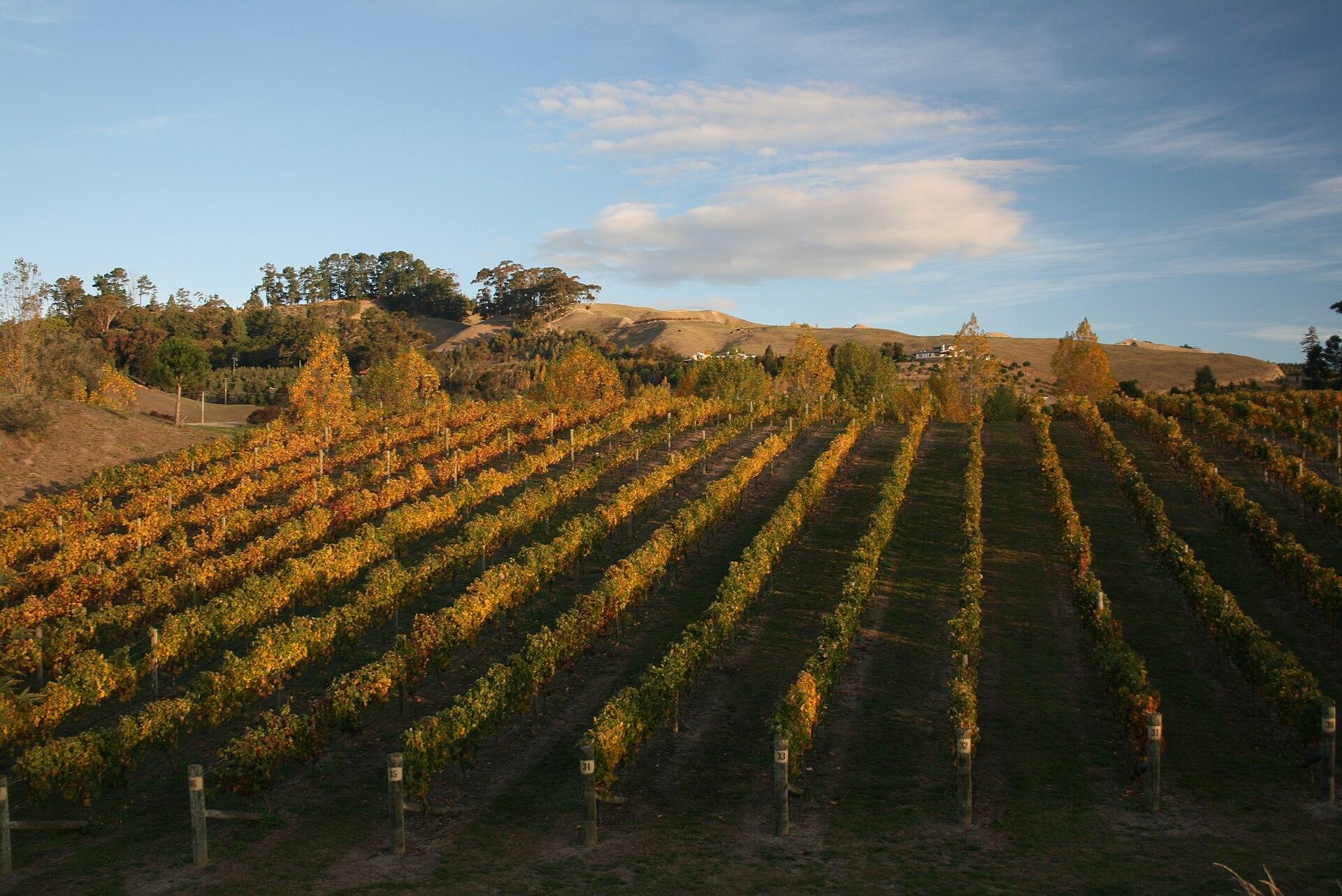 Vineyard in Autumn jigsaw puzzle preview
