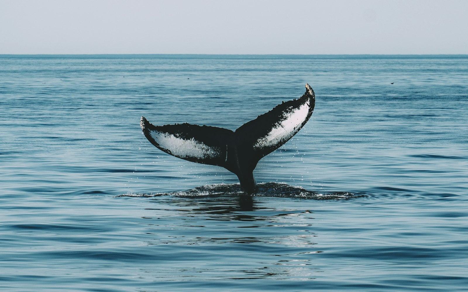 Whale jigsaw puzzle preview