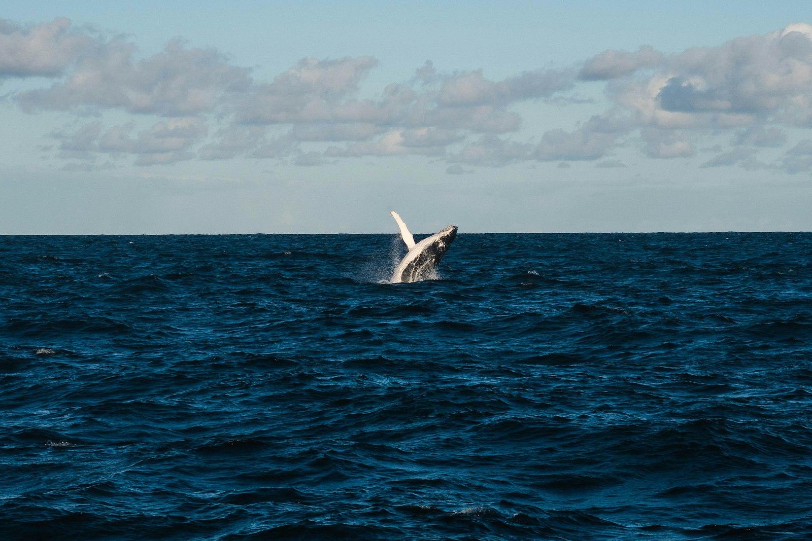Whale In Blue Ocean Water jigsaw puzzle preview