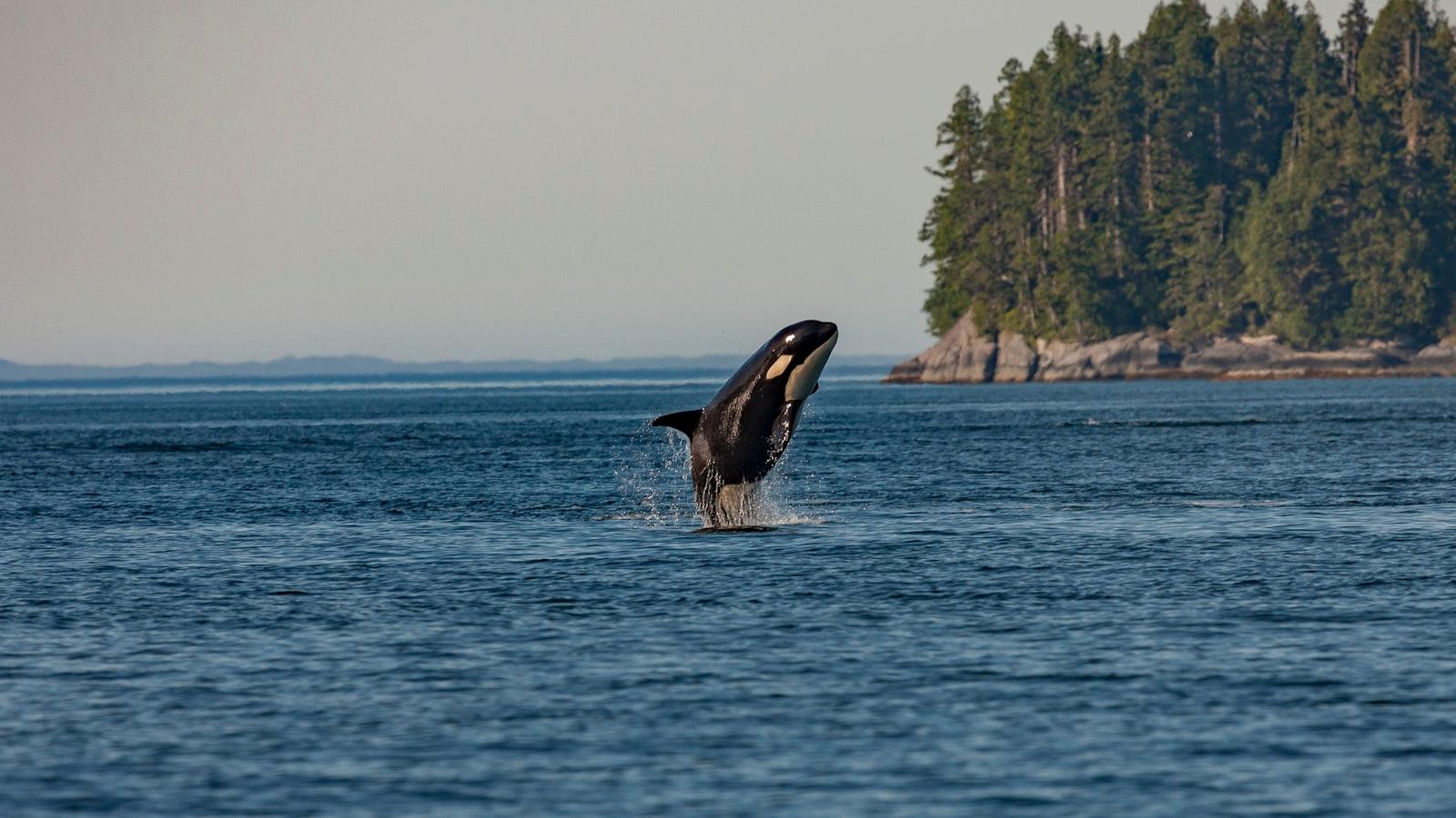 Whale In Sea jigsaw puzzle preview