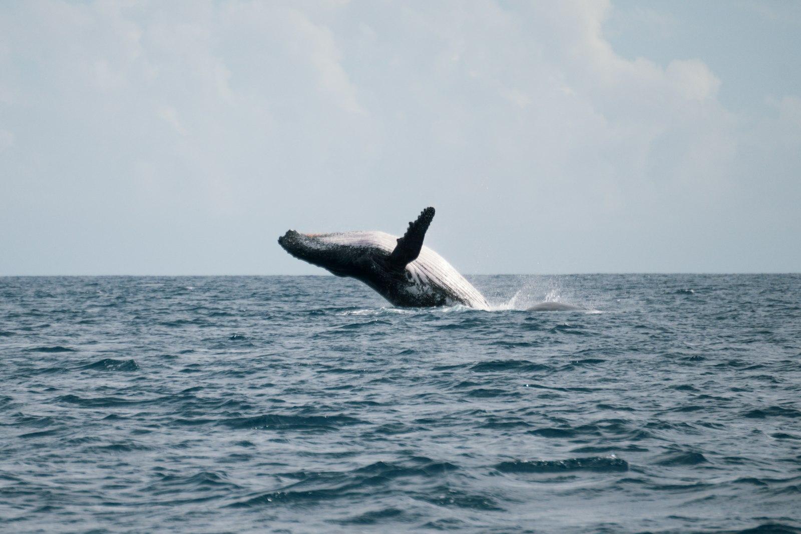 Whale Off The Coast Of La Reunion jigsaw puzzle preview