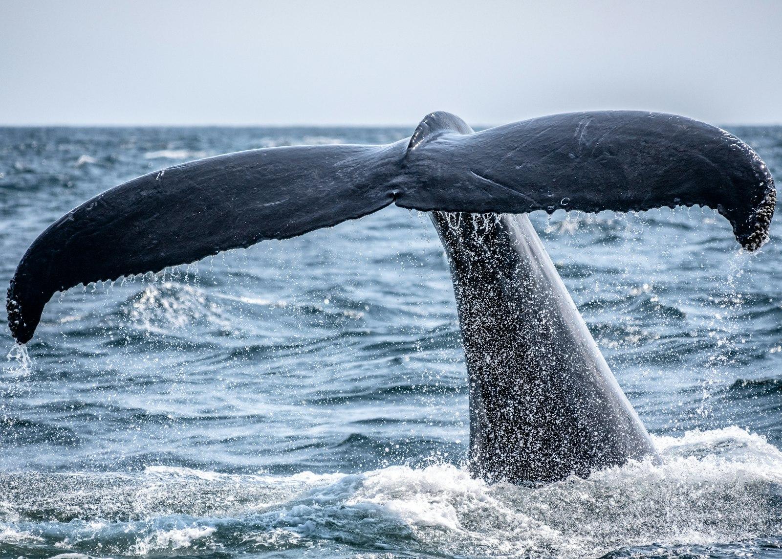Whale'S Tail Sticking Out Of The Ocean jigsaw puzzle preview