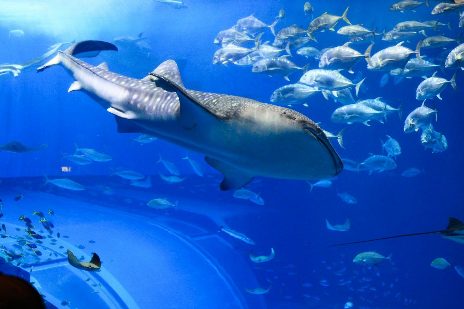 Whale Shark jigsaw puzzle preview