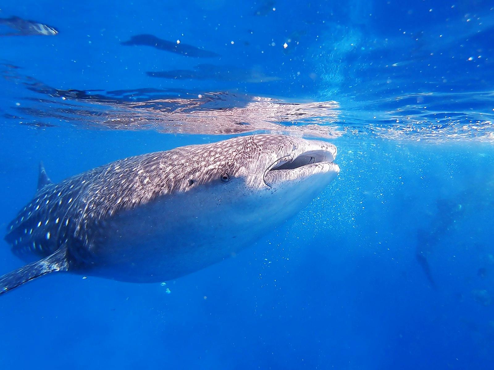 Whale Shark Eating jigsaw puzzle preview