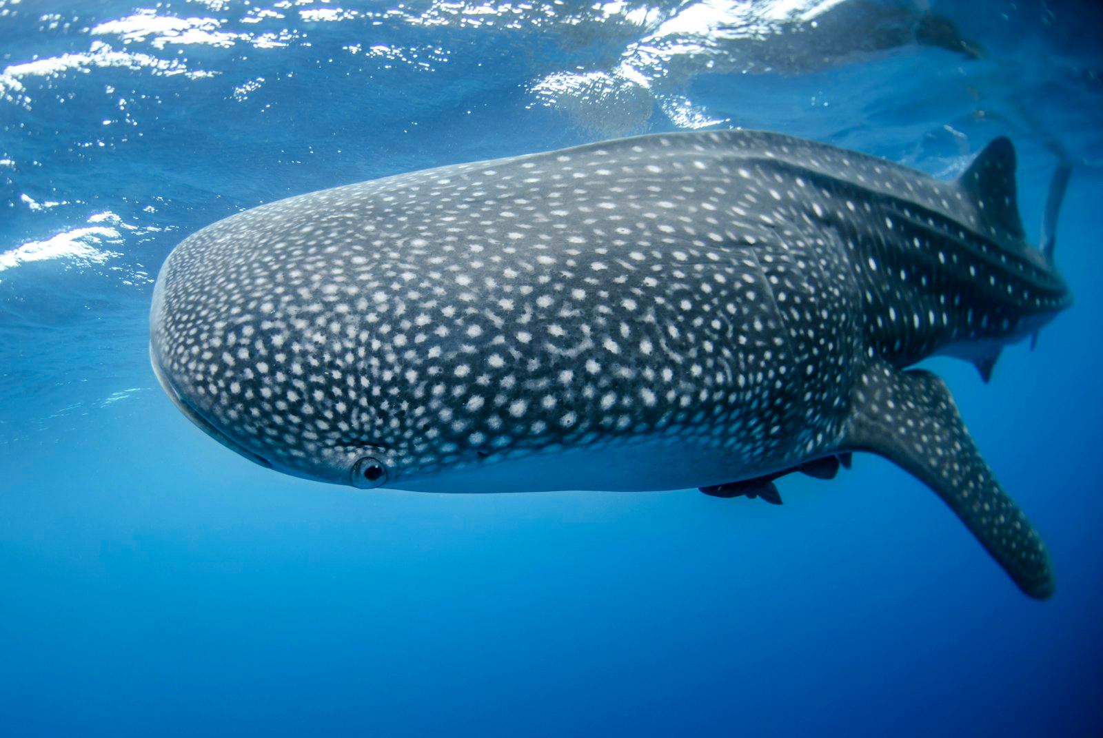 Whale Shark Viewing Photographer. This Fish jigsaw puzzle preview