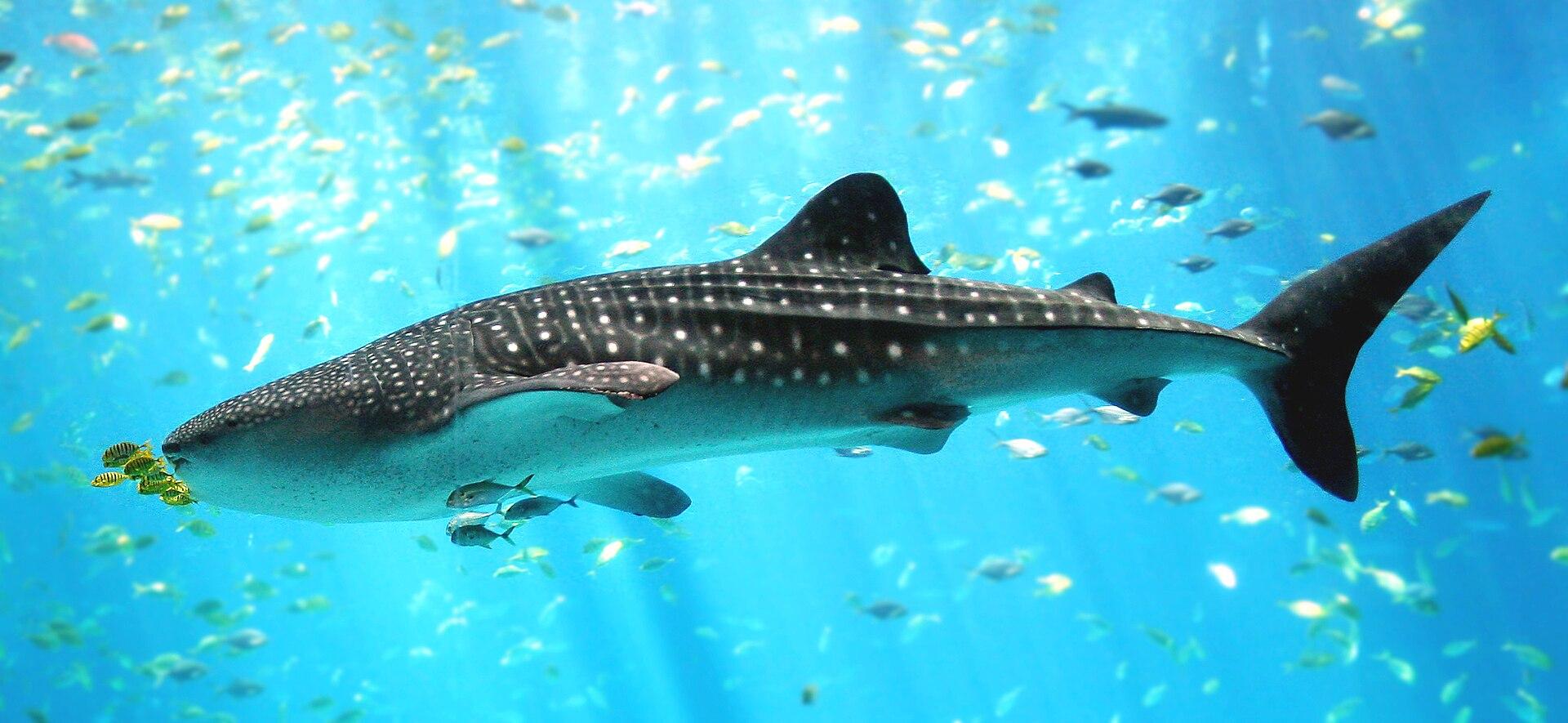 Whale Shark jigsaw puzzle preview
