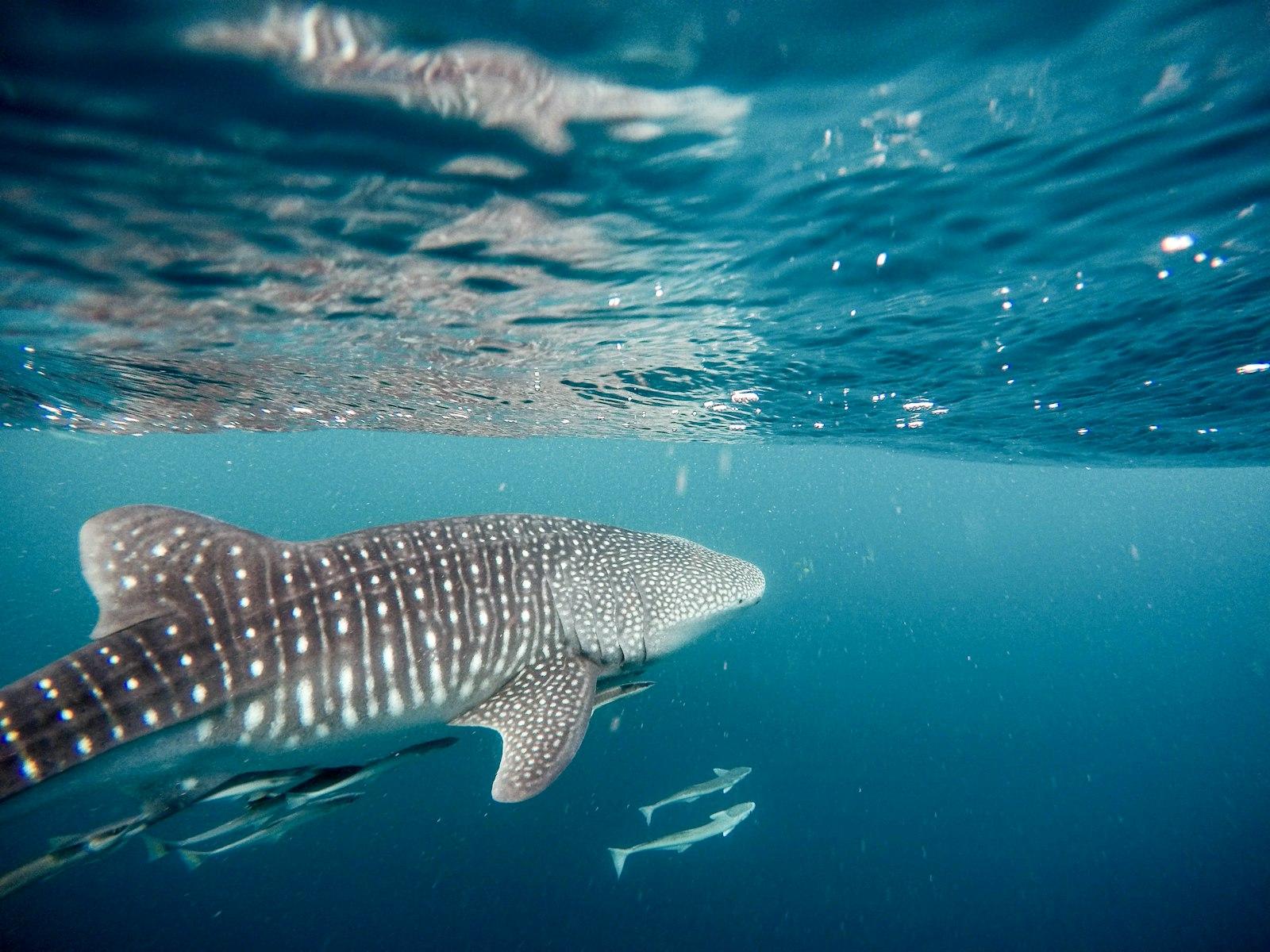 Whale Swimming jigsaw puzzle preview