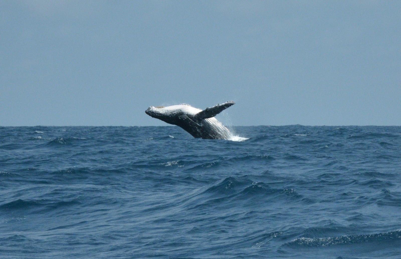 Whale Tail Over Blue Sea During Daytime jigsaw puzzle preview