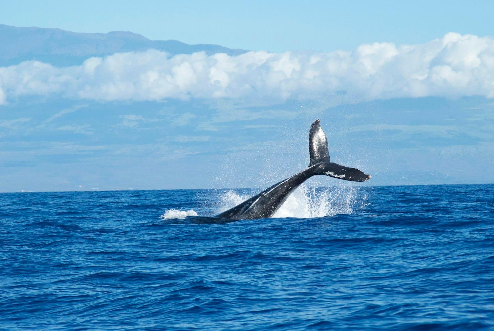 Whale Tale jigsaw puzzle preview