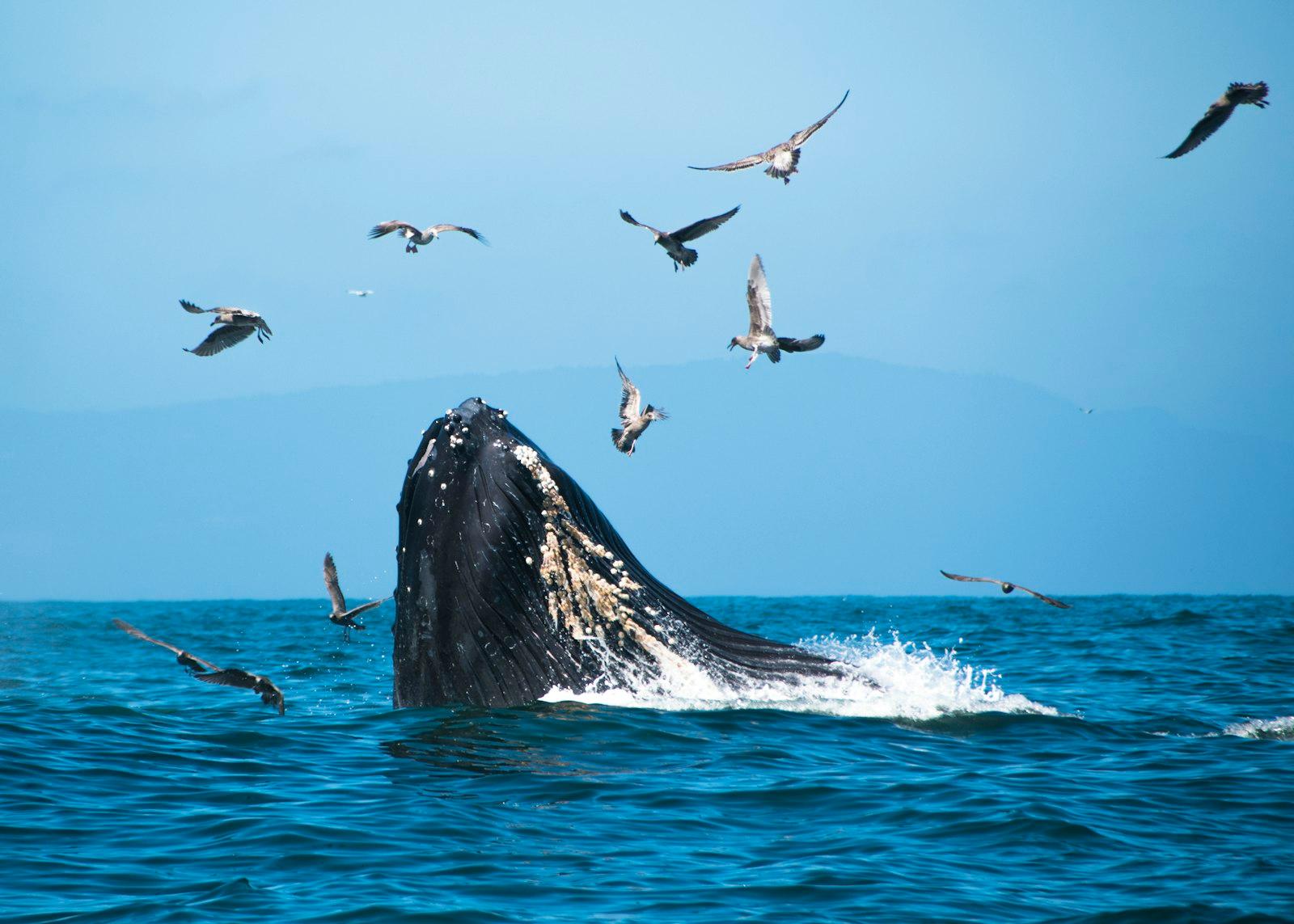 Whales At Moss Landing, California jigsaw puzzle preview