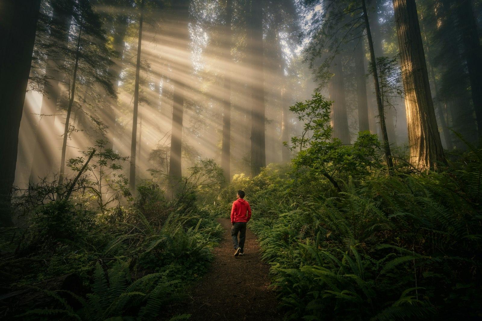 When There Is Fog Redwoods NP Is Especially jigsaw puzzle preview