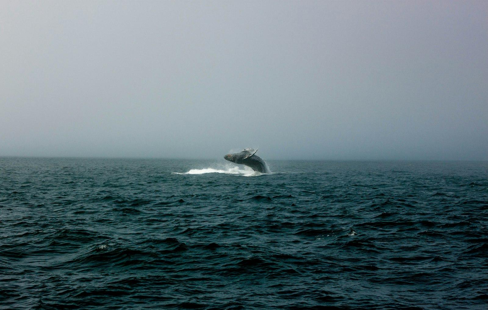 White And Black Boat On Sea During Daytime jigsaw puzzle preview