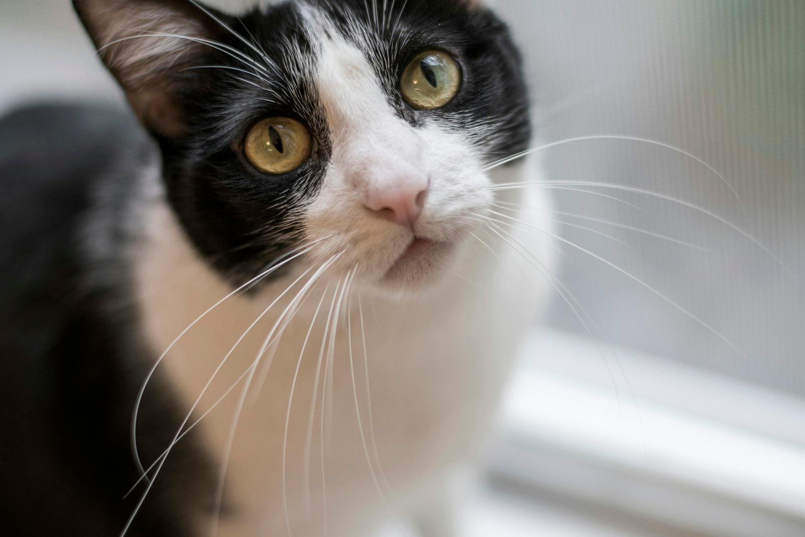 White And Black Cat In Close Up Photography jigsaw puzzle preview